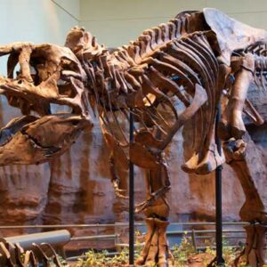Gigantic Megalosauroid and Allosauroid Dinosaurs Had Weak Bites, Study Suggests