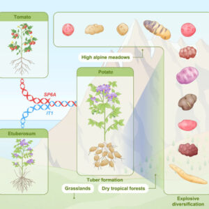 Potato Evolved from Tomato Plants 8-9 Million Years Ago, New Research Suggests