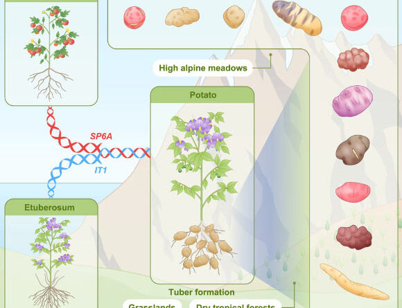 Potato Evolved from Tomato Plants 8-9 Million Years Ago, New Research Suggests