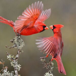 Best bird song identification apps in 2025 — Identify bird calls and improve your avian knowledge