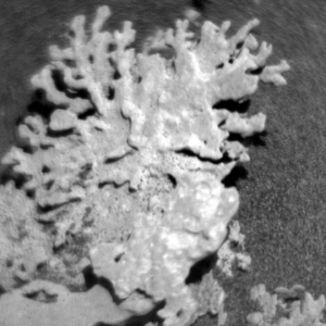 NASA finds multi-billion-year-old ‘coral’ on Mars
