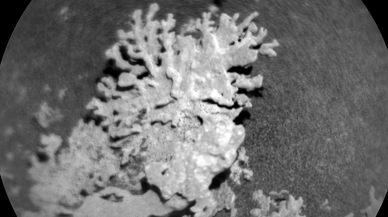 NASA finds multi-billion-year-old ‘coral’ on Mars