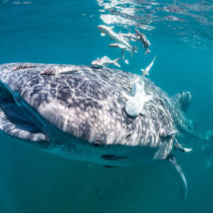 New adhesive surface modeled on a remora works underwater