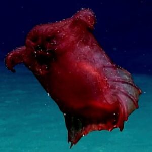 Headless chicken monster: The deep sea cucumber with tubular feet for gobbling sediment