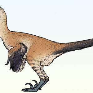New Bird-Like Dinosaur from Mongolia Had Extremely Robust Hands