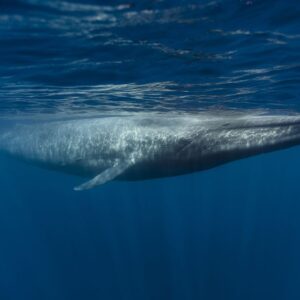 No, blue whales aren’t going silent off California. Here’s why.