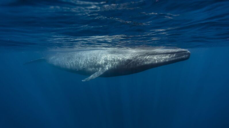 No, blue whales aren’t going silent off California. Here’s why.