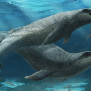 Ancient predatory whale with big eyes and razor-sharp teeth was ‘deceptively cute’