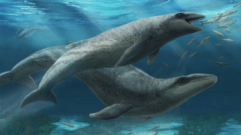 Ancient predatory whale with big eyes and razor-sharp teeth was ‘deceptively cute’