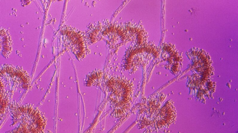 You may not really be allergic to penicillin. Here’s how to find out if you are.
