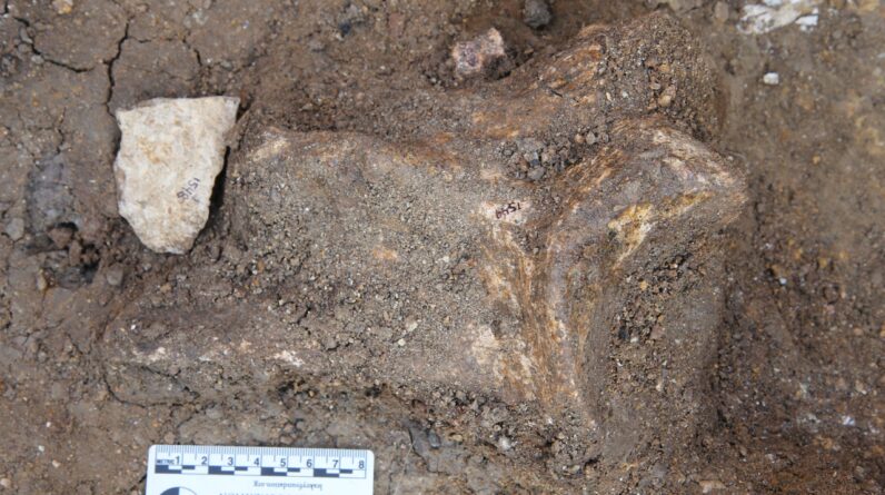 2.6 million-year-old stone tools reveal ancient human relatives were ‘forward planning’ 600,000 years earlier than thought