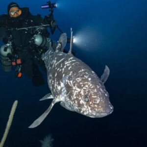 Scientists Capture Rare Images of Indonesian Coelacanth