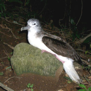 Streaked Shearwaters Prefer to Excret in Air, New Study Shows