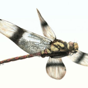 75-Million-Year-Old Dragonfly Species Found