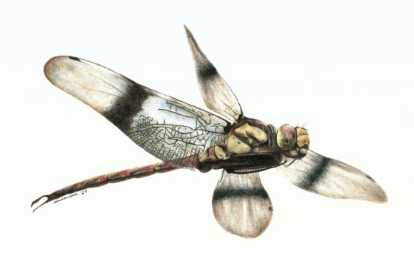 75-Million-Year-Old Dragonfly Species Found