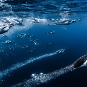 Rocket-like jellyfish, regal Komodo dragon and harrowing whale rescue — see the stunning Ocean Photographer of the Year 2025 finalists