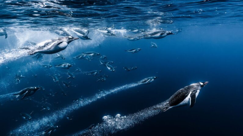 Rocket-like jellyfish, regal Komodo dragon and harrowing whale rescue โ see the stunning Ocean Photographer of the Year 2025 finalists