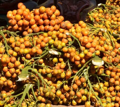 Betel nuts have been giving people a buzz for over 4,000 years
