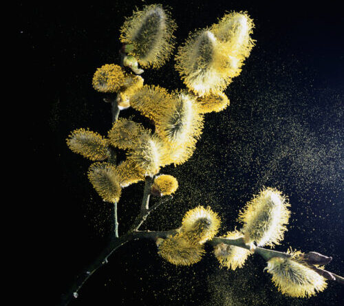 Using pollen to make paper, sponges, and more