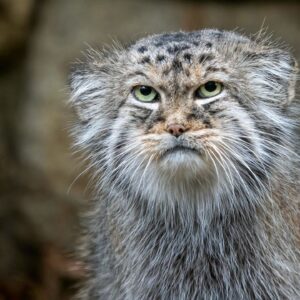 Pallas’s cat: One of the world’s oldest felines that stands on its bushy tail to keep its paws warm