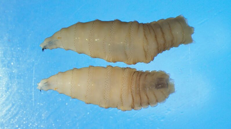 US reports its first New World parasitic screwworm infection in decades