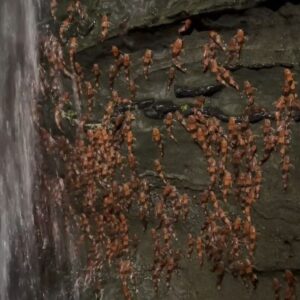 Thousands of bumblebee catfish captured climbing waterfall in never-before-seen footage