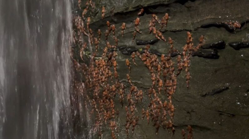 Thousands of bumblebee catfish captured climbing waterfall in never-before-seen footage
