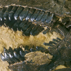 Scientists Reconstruct Mesozoic Carbon Dioxide Levels and Photosynthesis from Dinosaur Tooth Enamel