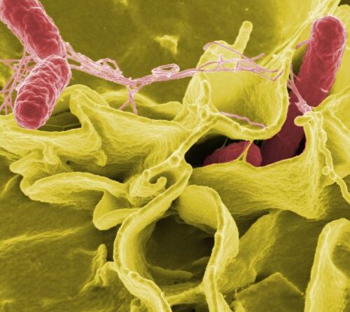 CDC slashed food safety surveillance, now tracks only 2 of 8 top infections