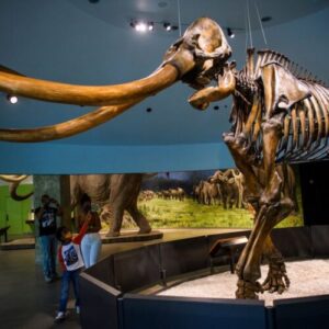 Genetically, Central American mammoths were weird