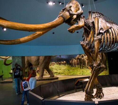 Genetically, Central American mammoths were weird