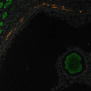 We finally have an idea of how the lifetime supply of eggs develops in primates