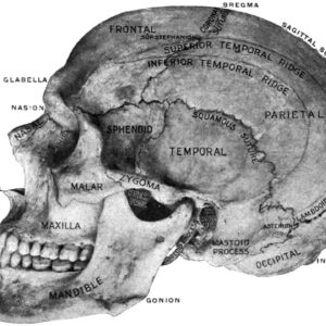 How the racist study of skulls gripped Victorian Britain’s scientists