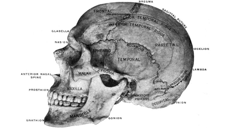 How the racist study of skulls gripped Victorian Britain’s scientists