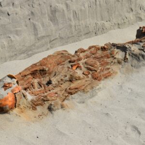 ‘Strange’ tomb in Peru holds skeletons of people with ropes around their necks, hands tied behind their backs, archaeologists say
