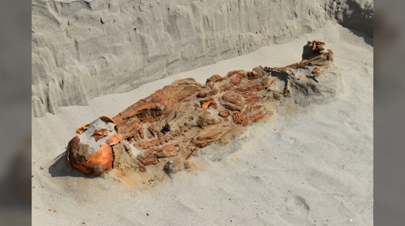 ‘Strange’ tomb in Peru holds skeletons of people with ropes around their necks, hands tied behind their backs, archaeologists say