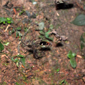 Nocturnal Spiders Use Trapped Fireflies as Glowing Bait to Attract Additional Prey, Study Confirms