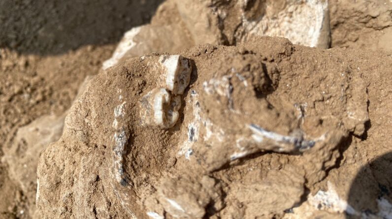 1.8 million-year-old human jawbone discovered in Republic of Georgia โ and it may be earliest evidence yet of Homo erectus