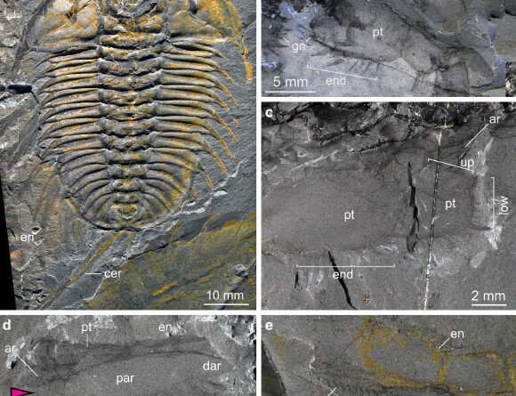New Research Reveals Secrets of Burgess Shale Trilobites