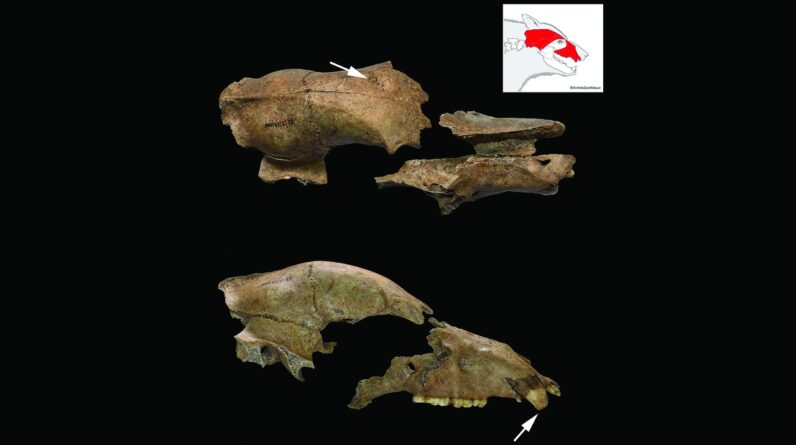 Skull of bear held captive to fight Roman gladiators discovered near ancient amphitheater in Serbia