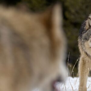 Are alpha males real?