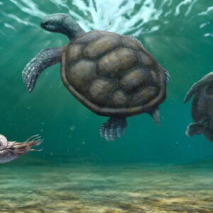 Early Cretaceous Fossil in Swiss Museum Found to Be New Species of Marine Turtle