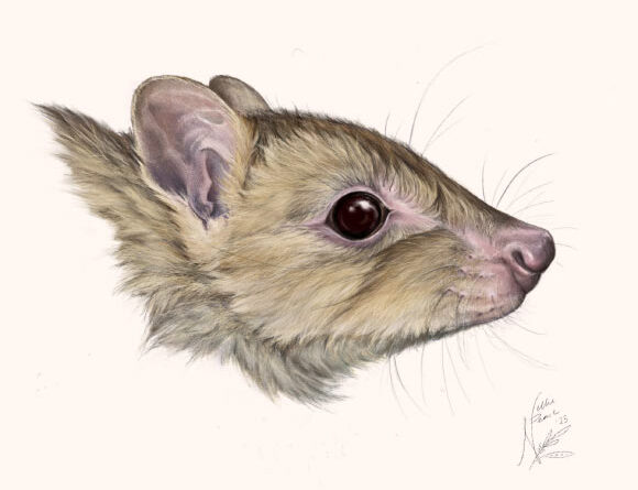 New Marsupial Species Discovered in Australia