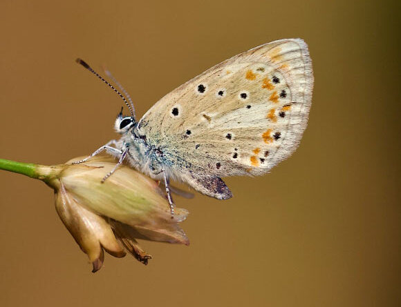 Atlas Blue Butterfly Has 229 Pairs of Chromosomes, Scientists Find