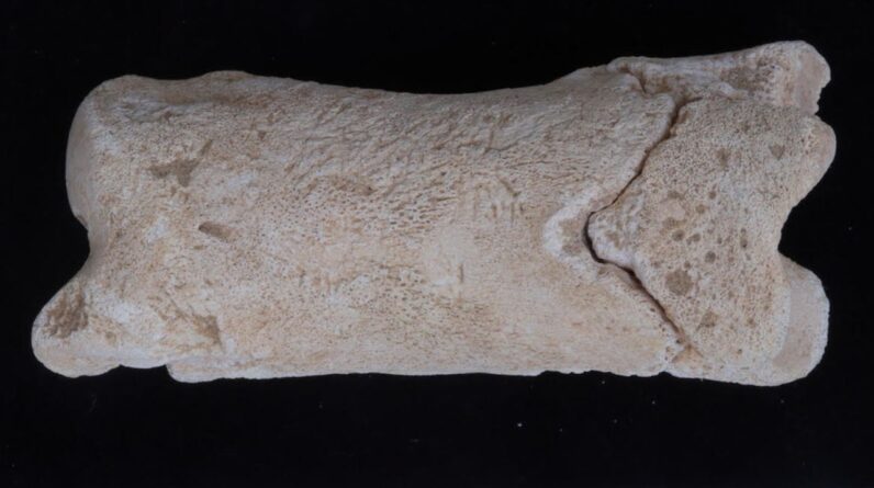 3,300-year-old ancient Egyptian whistle was likely used by police officer tasked with guarding the ‘sacred location’ of the royal tomb