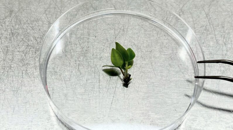 ‘This needs to happen fast’: Scientists race to cryopreserve a critically endangered tree before it goes extinct