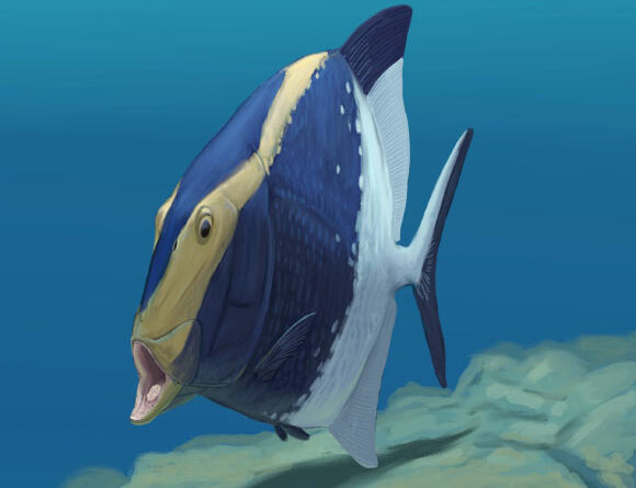 310-Million-Year-Old Ray-Finned Fish Had Tongue-Bite Apparatus