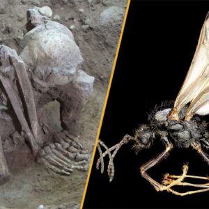 Science news this week: The world’s oldest mummy, and an ant that mates with clones of a distant species