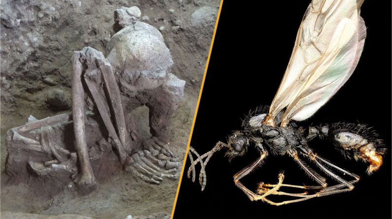 Science news this week: The world’s oldest mummy, and an ant that mates with clones of a distant species