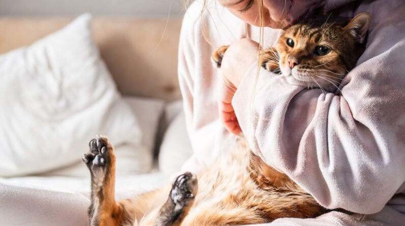 Owning a cat will change your brain. Here’s how.